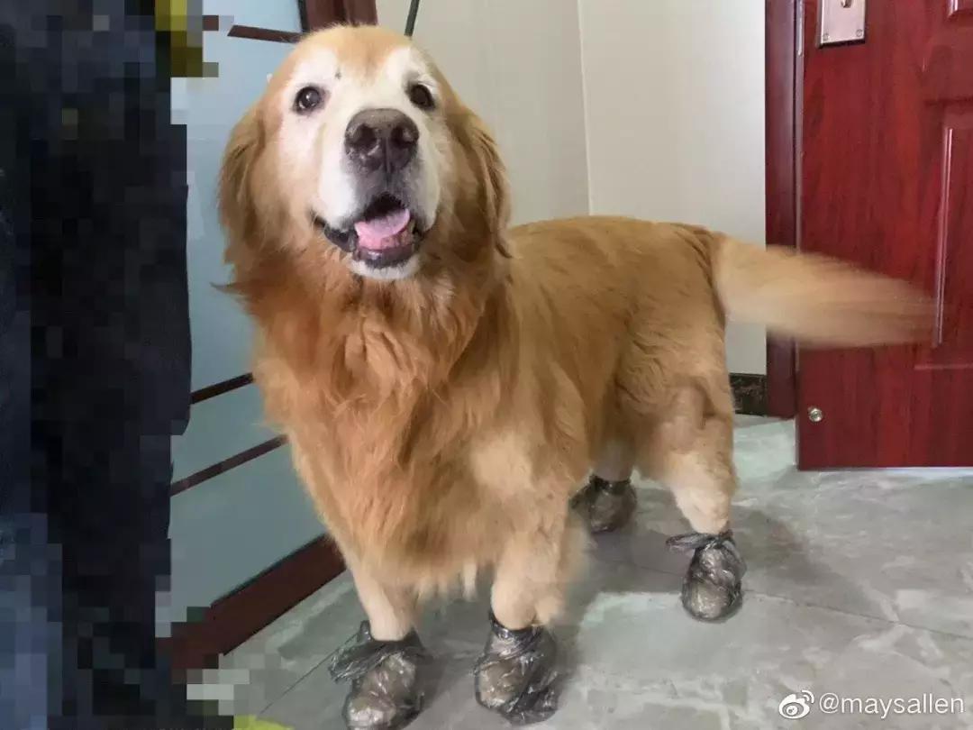 狗狗这么可爱，怎么舍得和它吵架呢？除非忍不住