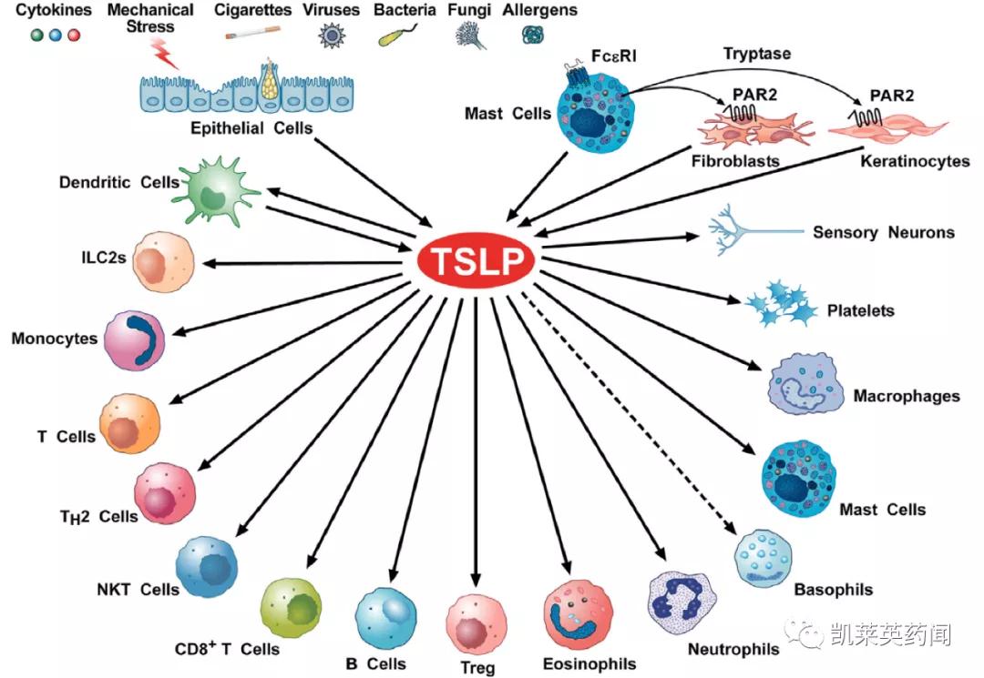tslp是什么,tslp哮喘新药