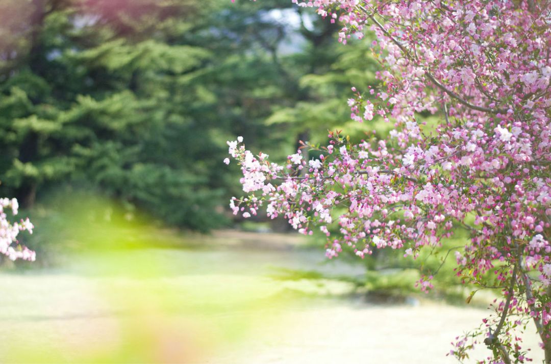 无花果树在庭院内种植有什么寓意,冷杉树长在庭院里风水上有说法吗