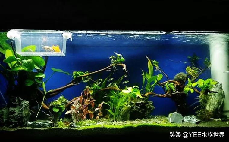 反气举多久能建立硝化系统,反气举可以培养硝化菌吗