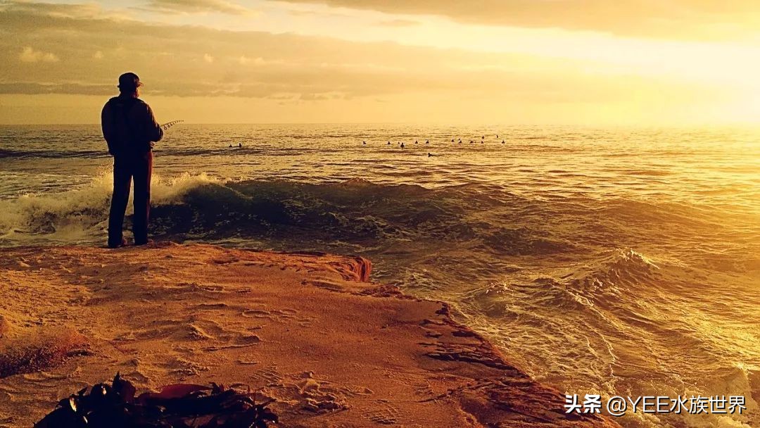 7-10厘米鱼苗,5至7公分鱼苗一年长多大