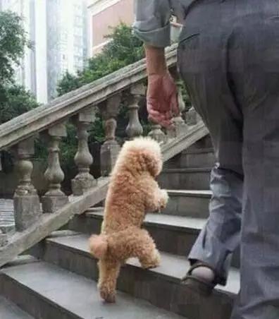 怎么教狗持续站立,不要轻易去教狗站立