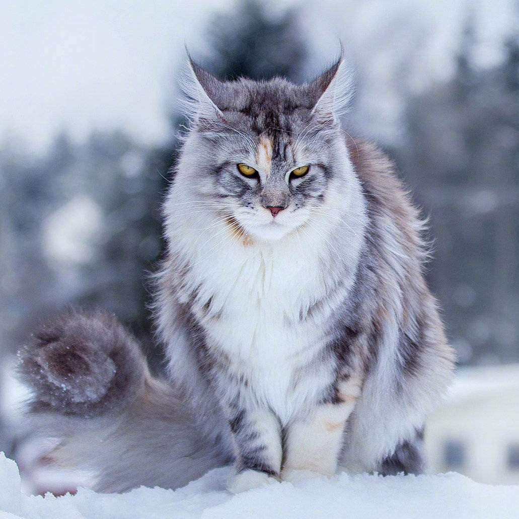 缅因猫拉屎有血,缅因猫拉屎怎么这么臭