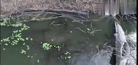 南美电鳗和亚马逊电鳗,亚马逊河发现一群电鳗