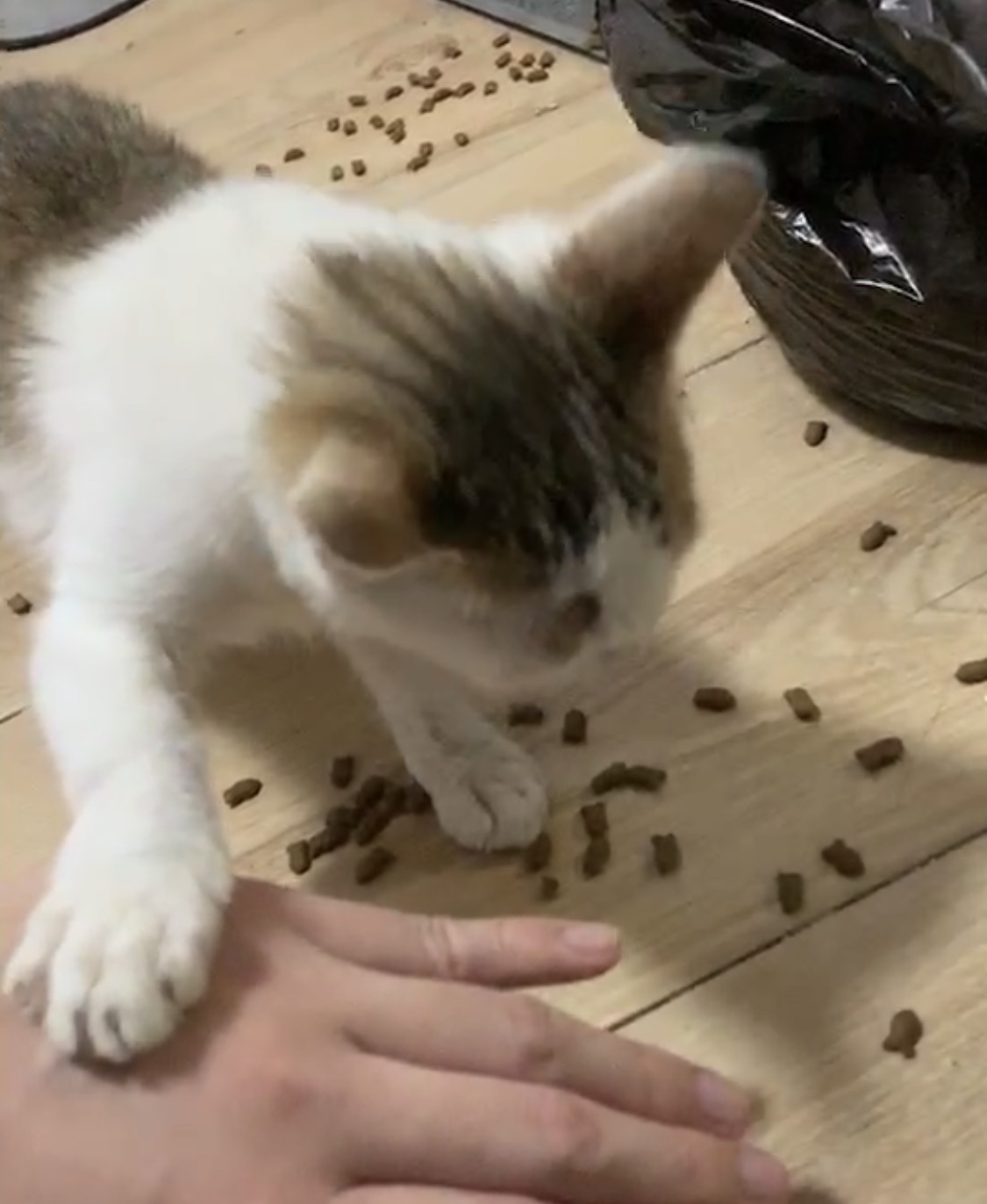 如何挑选猫粮成分安全,怎样挑选猫粮最好