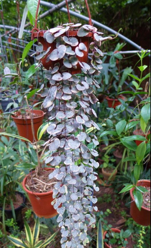 今年流行网红花,漂亮又好看的网红花