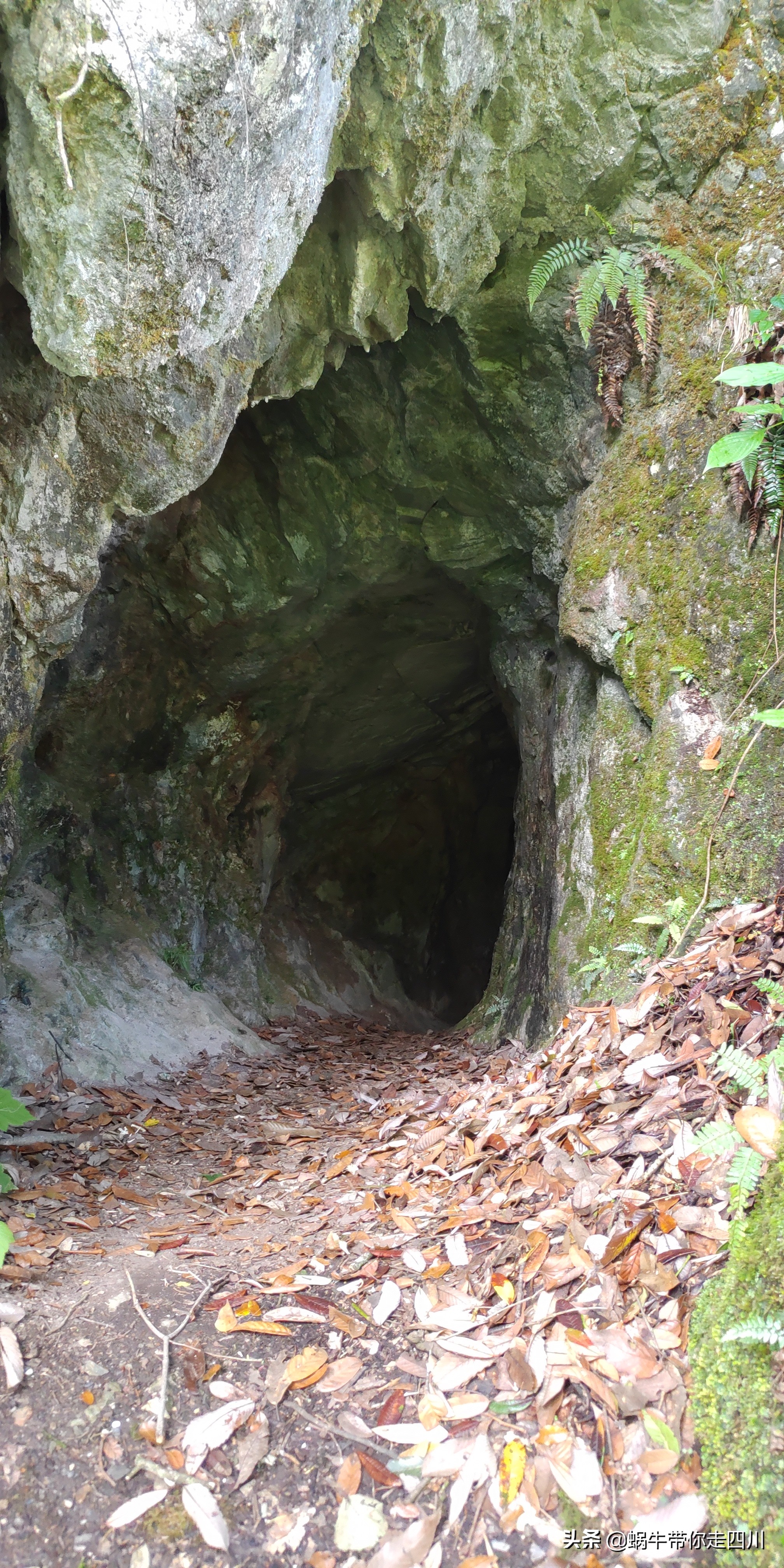 带小朋友出去看小动物,带小孩去海洋动物园
