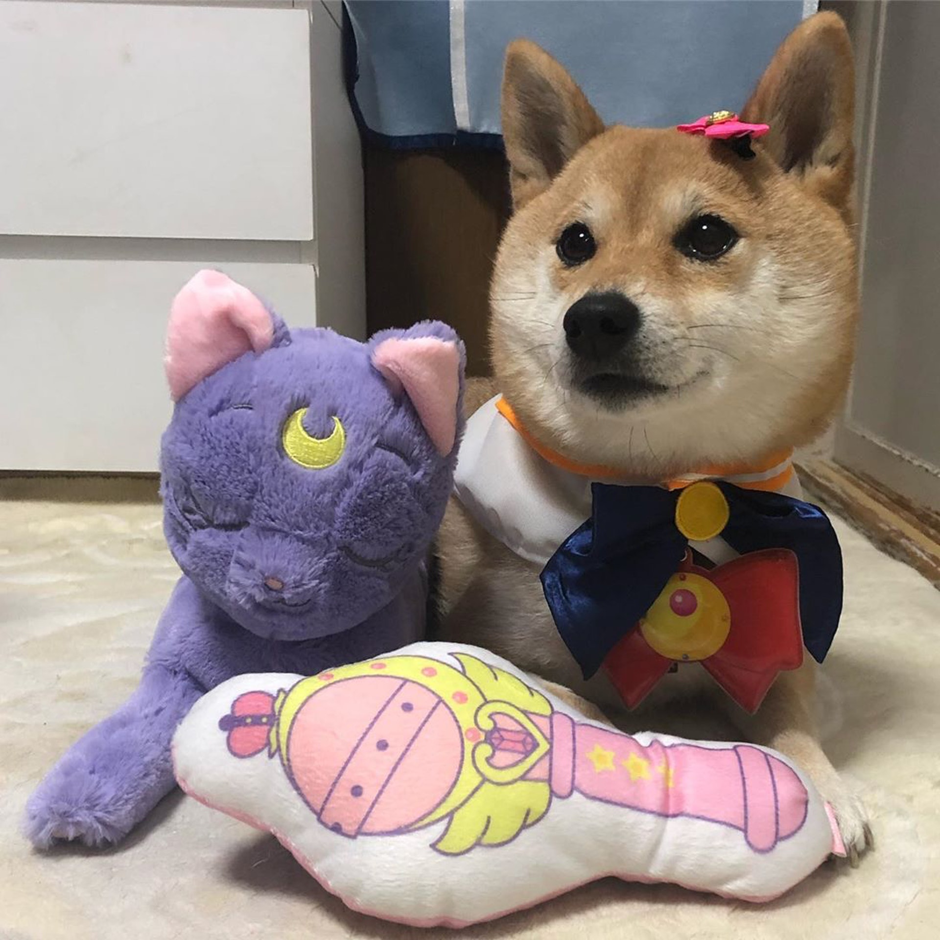 被砖头压住了!影帝柴犬超入戏25个连自己也骗倒的瞬间