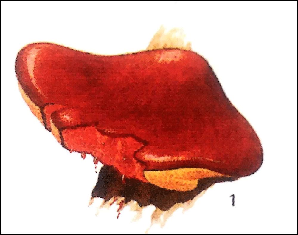 硬核保命指南,豆瓣评分6.7的书该不该看