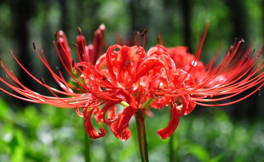 彼岸花的正确养殖方法,彼岸花的养殖方法和注意事项