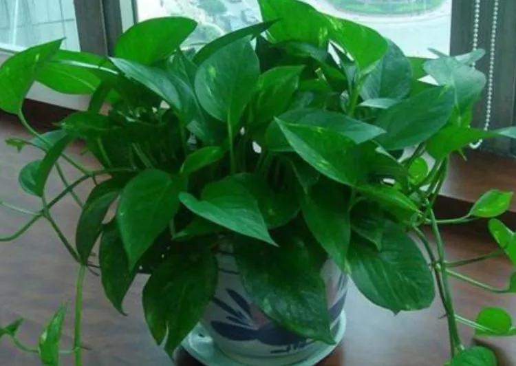 养绿萝有什么迷信说法吗,家里摆放绿萝风水讲究图片