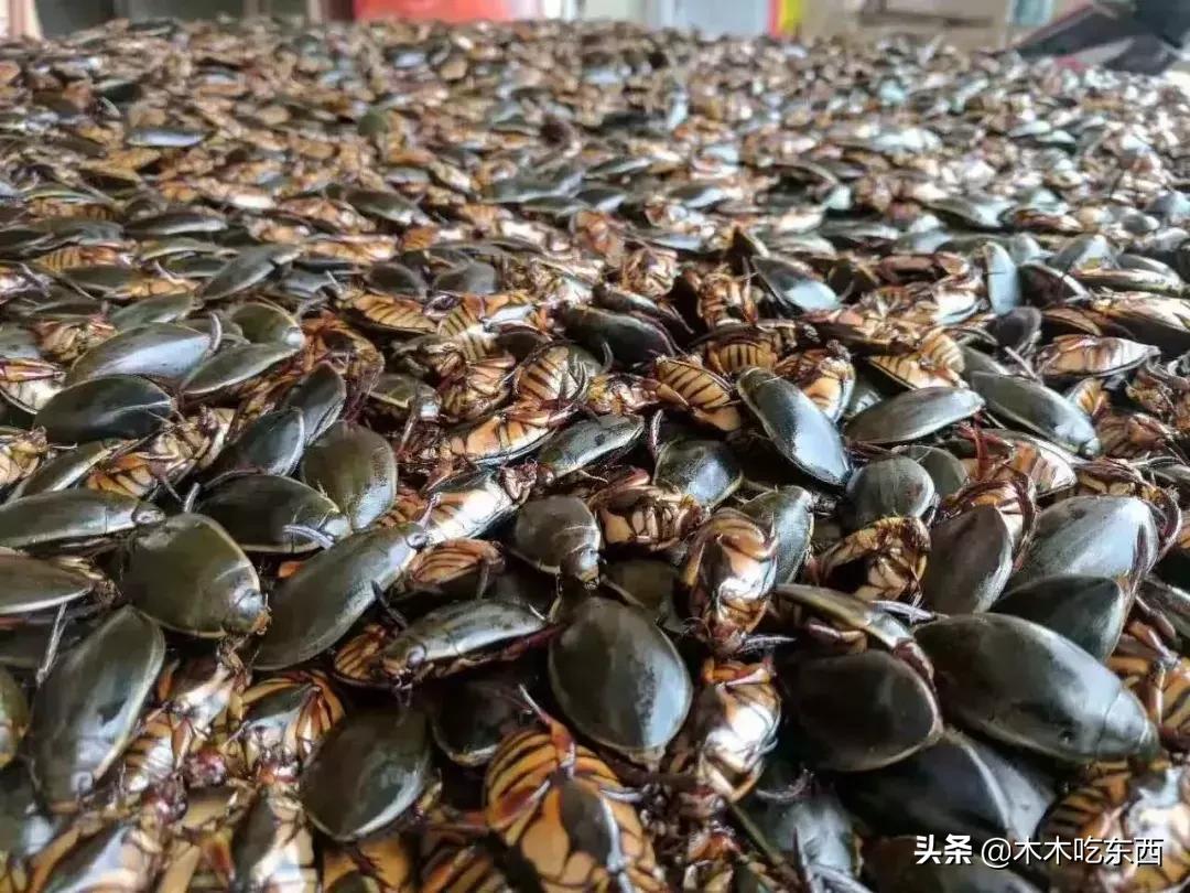 全国迷惑的特色美食,全国美食猎奇