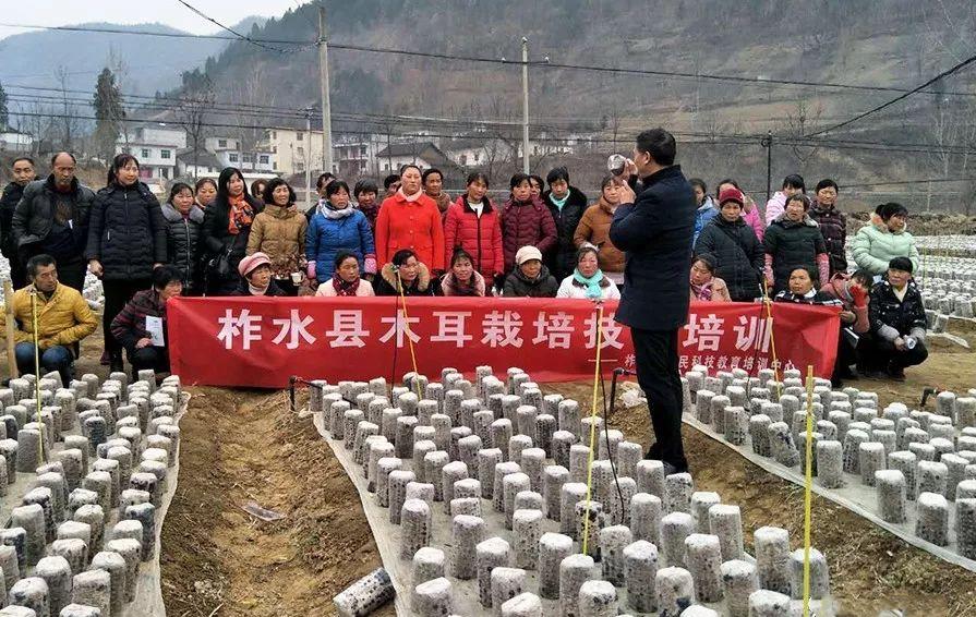 柞水黑木耳东方甄选,柞水黑木耳