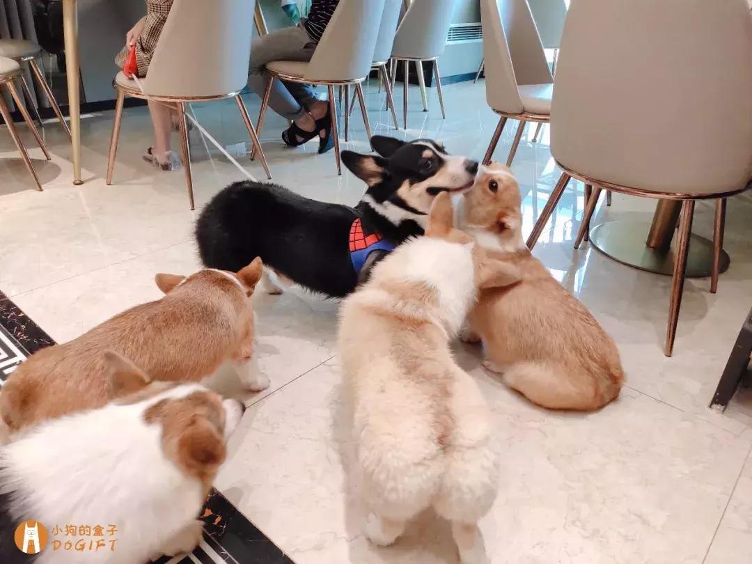 马克深圳最秀狗咖