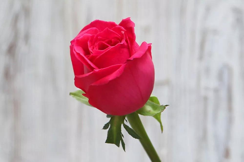 花店必备的5款玫瑰,花店最常用什么品种的玫瑰花