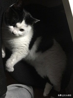 猫为什么喜欢钻被窝趴在脚上睡觉,猫为什么喜欢钻被窝啊