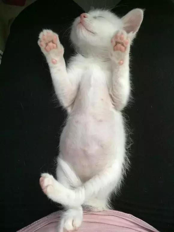 铲屎官都是怎么照顾幼猫大便的,30条新手养猫注意事项铲屎官必看