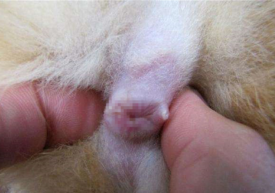 辟谣猫咪真的没有九条命,辟谣猫咪的六个谣言