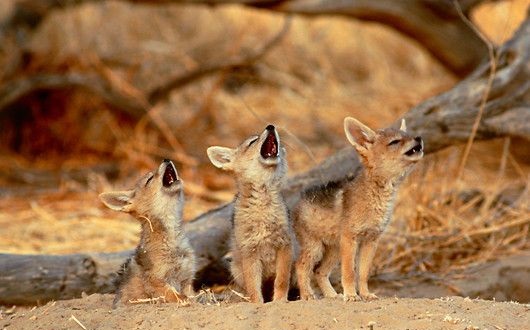 黑背胡狼的生活特点,黑背胡狼个人简介