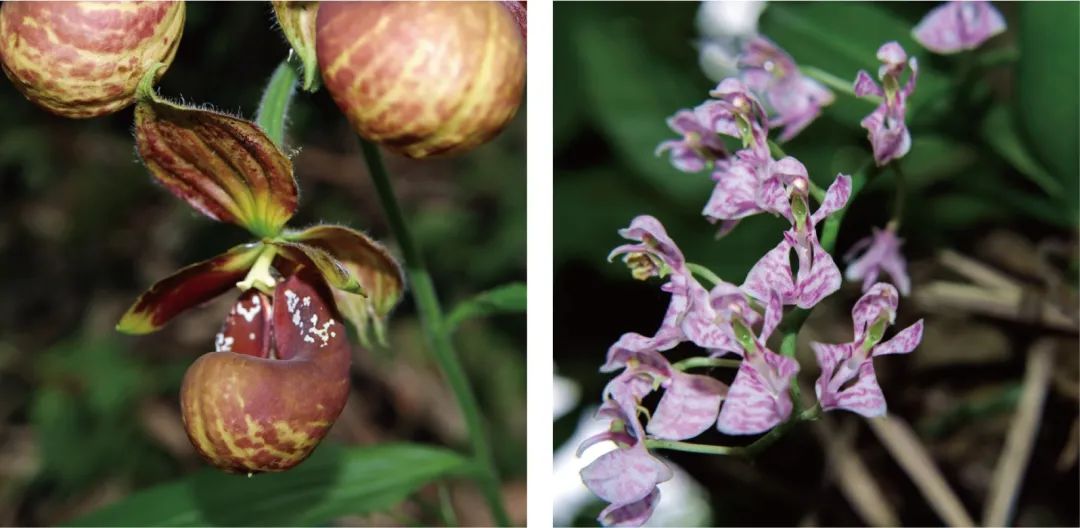 天价兰花成交,昂贵的野生兰花
