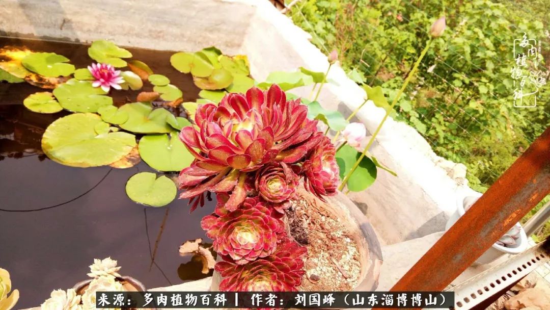 多肉植物大王叫我来巡山,大王叫我来巡山绿植