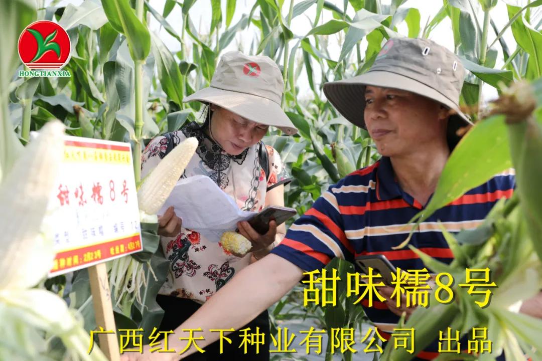 超香甜糯玉米图片,很好吃很糯的玉米