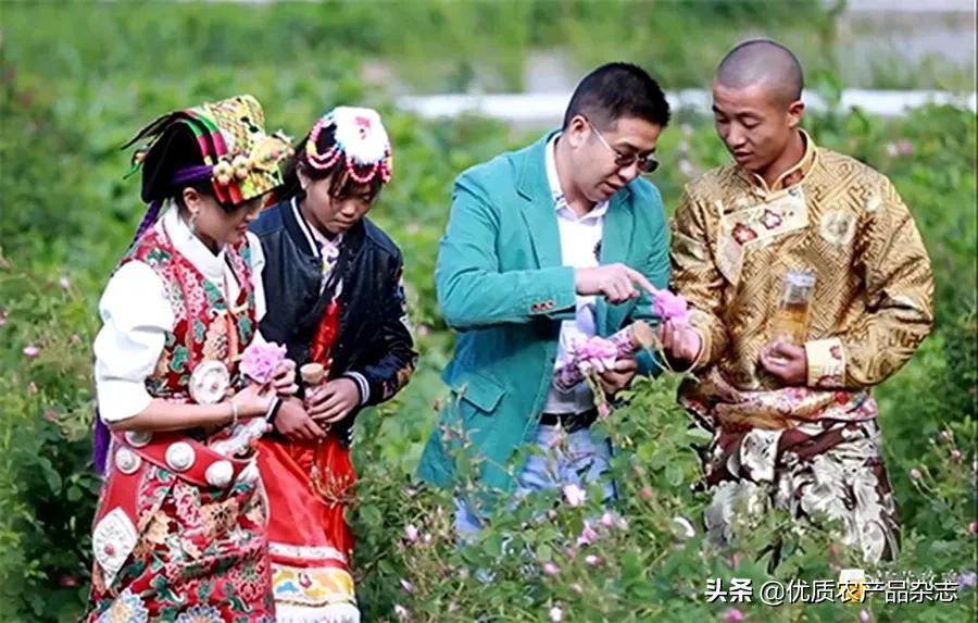 美丽健康、治沙脱贫，打通玫瑰产业链，她的云朵玫瑰开出别样美丽