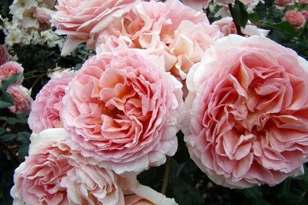 我最喜欢的植物月季花,我心目中的10强植物