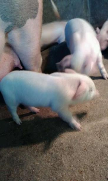 仔猪消瘦腹式呼吸是什么病怎么治,仔猪腹式呼吸一般用什么药