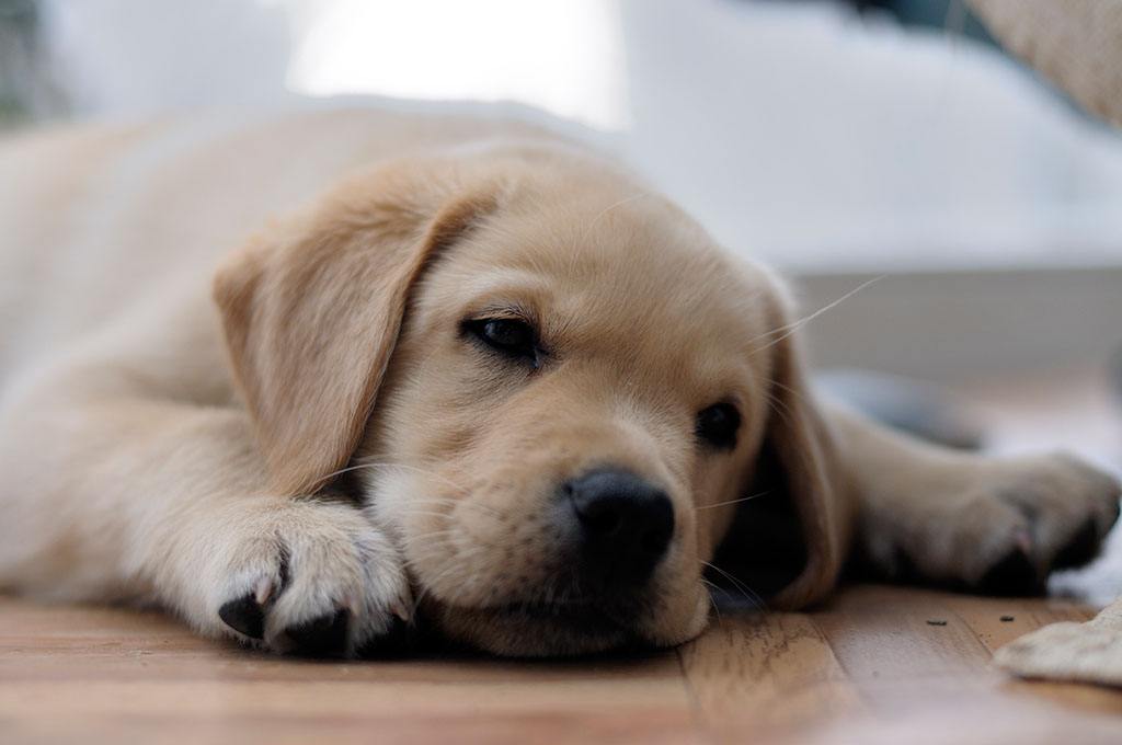 天气热狗狗会发抖吗,天气热狗狗会食欲下降没精神