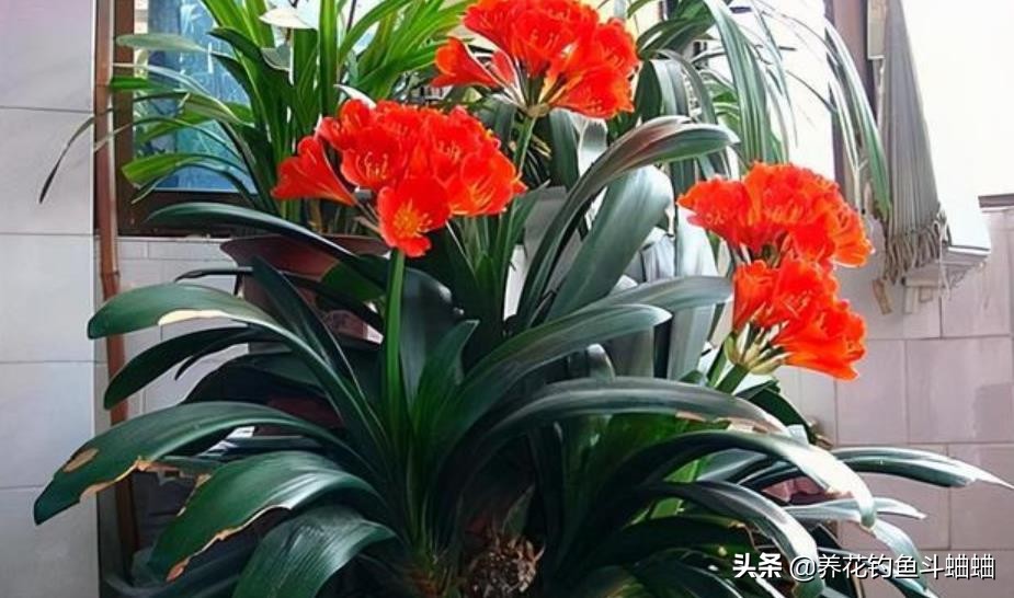 给君子兰倒骨粉,给君子兰用的氮肥