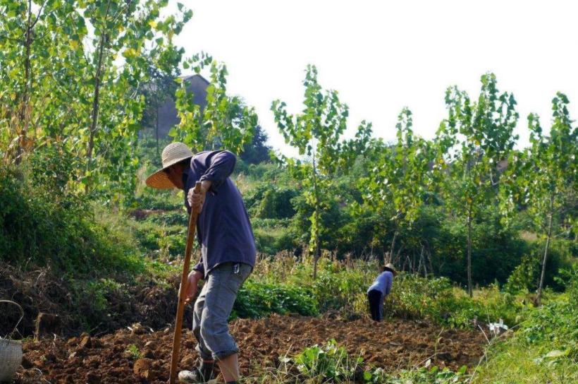 农村户口有土地4050社保补贴政策,农村户口没有土地能拿到补贴吗