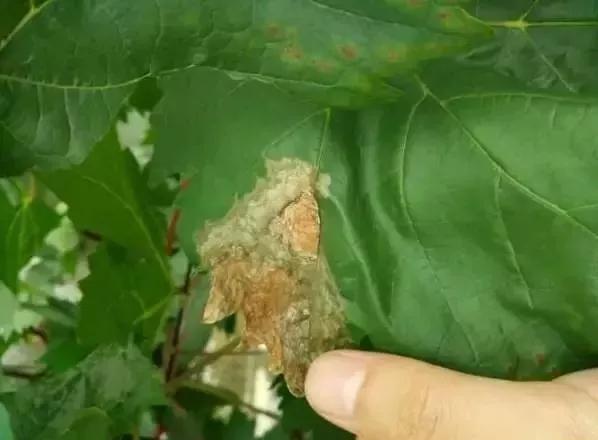 有关葡萄的病症,葡萄新梢病害图谱