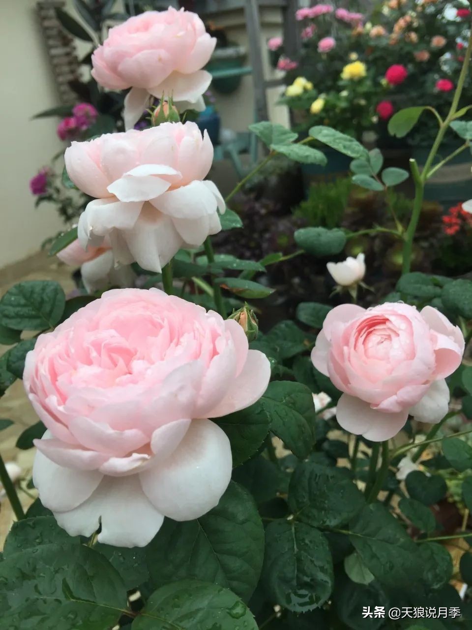 月季春季第一波花要不要剪,月季春季第一波花开后嫁接