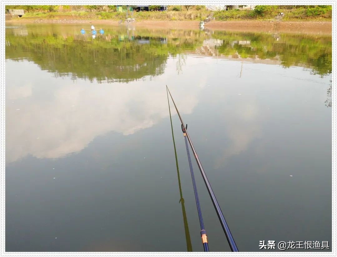 天鲫腥香评测,天鲫通杀钓鲫鱼