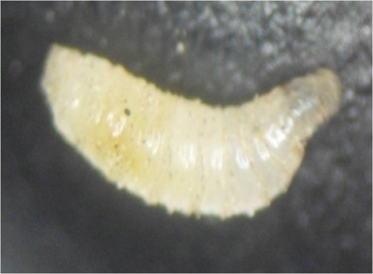 蓝莓园害虫的症状和防治,蓝莓地下害虫蛴螬防治