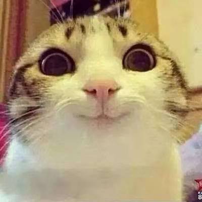 猫的100种奇特行为,猫咪的笑是怎么弄出来的