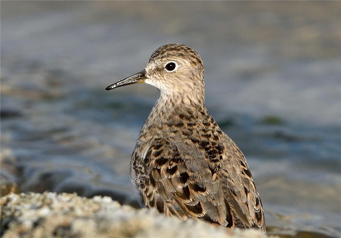 鸟中好爸爸!雌鸟只负责下蛋,孵卵与育幼的任务全留给雄鸟