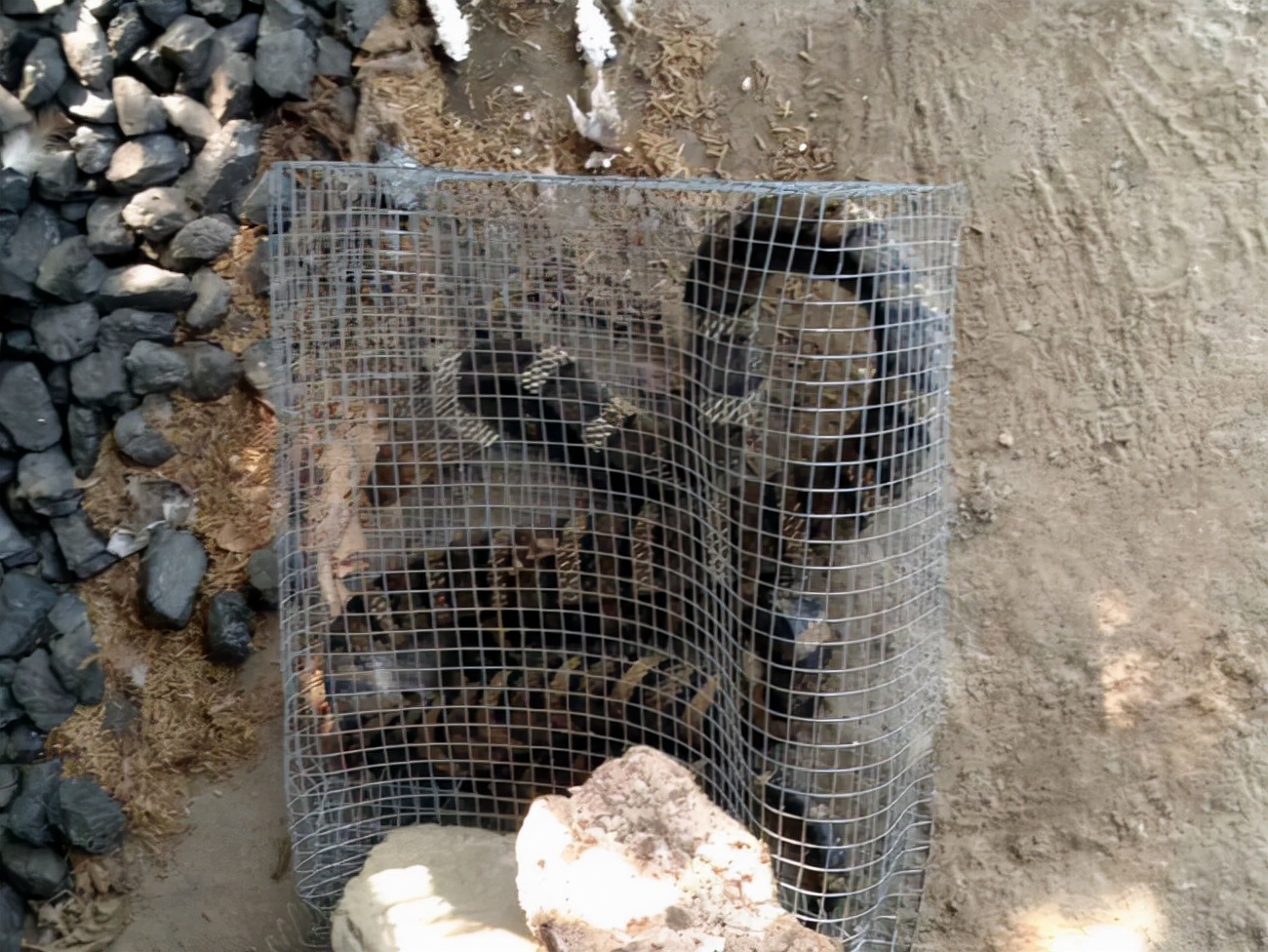 3米长眼镜王蛇爬进农户家中,2.4米眼镜王蛇闯入村民家纳凉