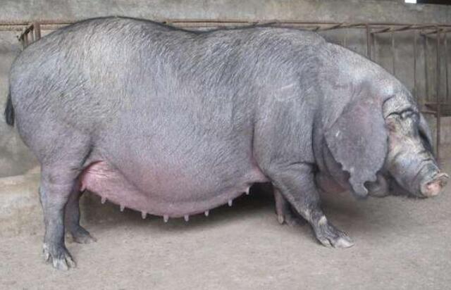 母猪产前三天饲养管理,母猪产前饲养全过程