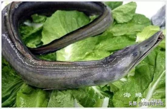 十种最美味海鲜,100种常见海鲜大全图