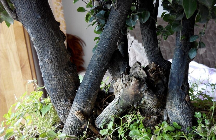 这八种花千万不要花钱购买了,碰到这4种花再漂亮也别买