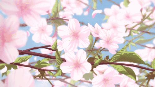 繁花似锦樱花美景,繁花似锦的花海