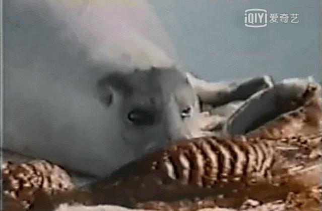 15岁怀孕，她被骗吃下*药炸**，一尸两命：有些人，这辈子不配为人