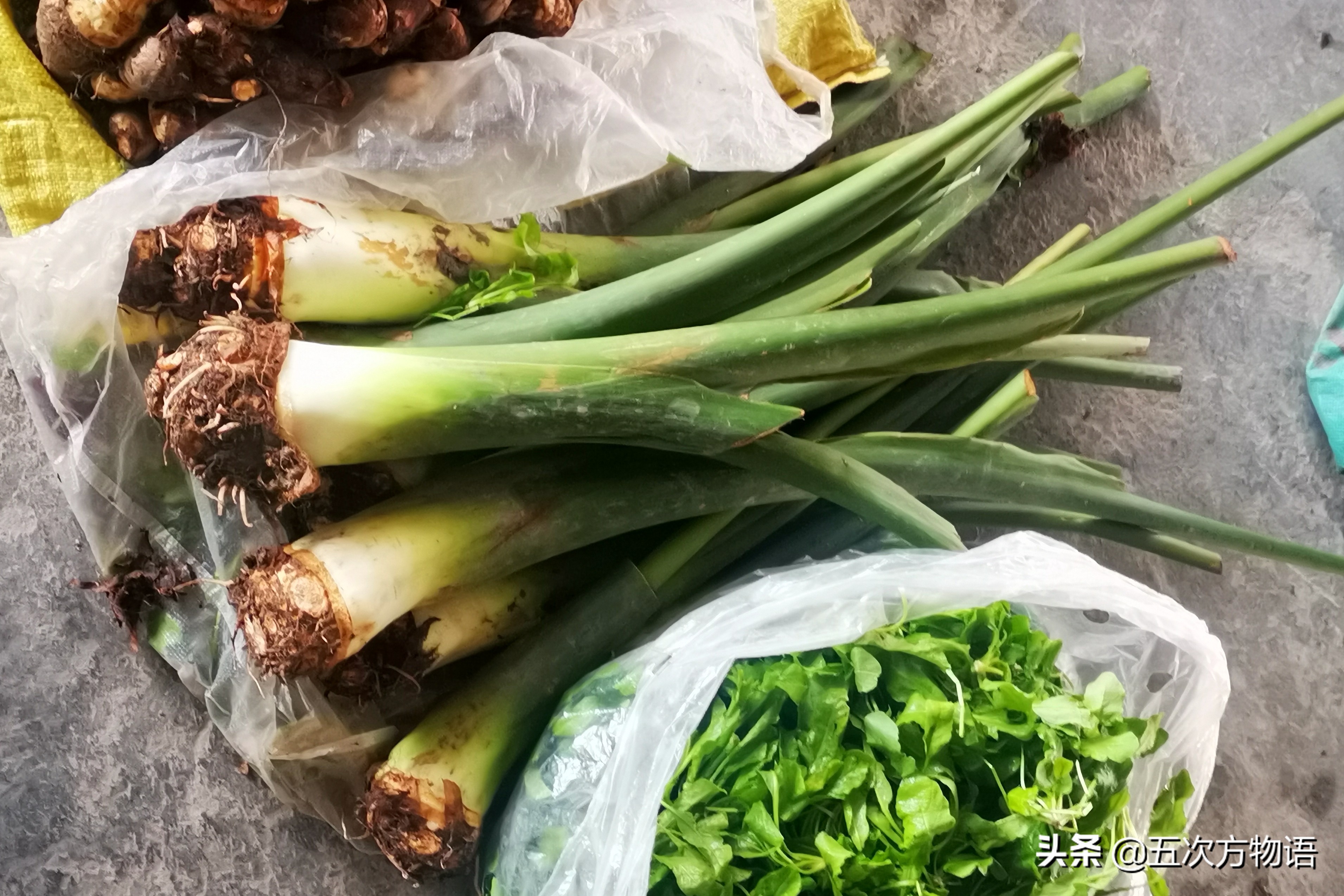 天南星不适合什么人吃,天南星跟南星一样吗有毒吗