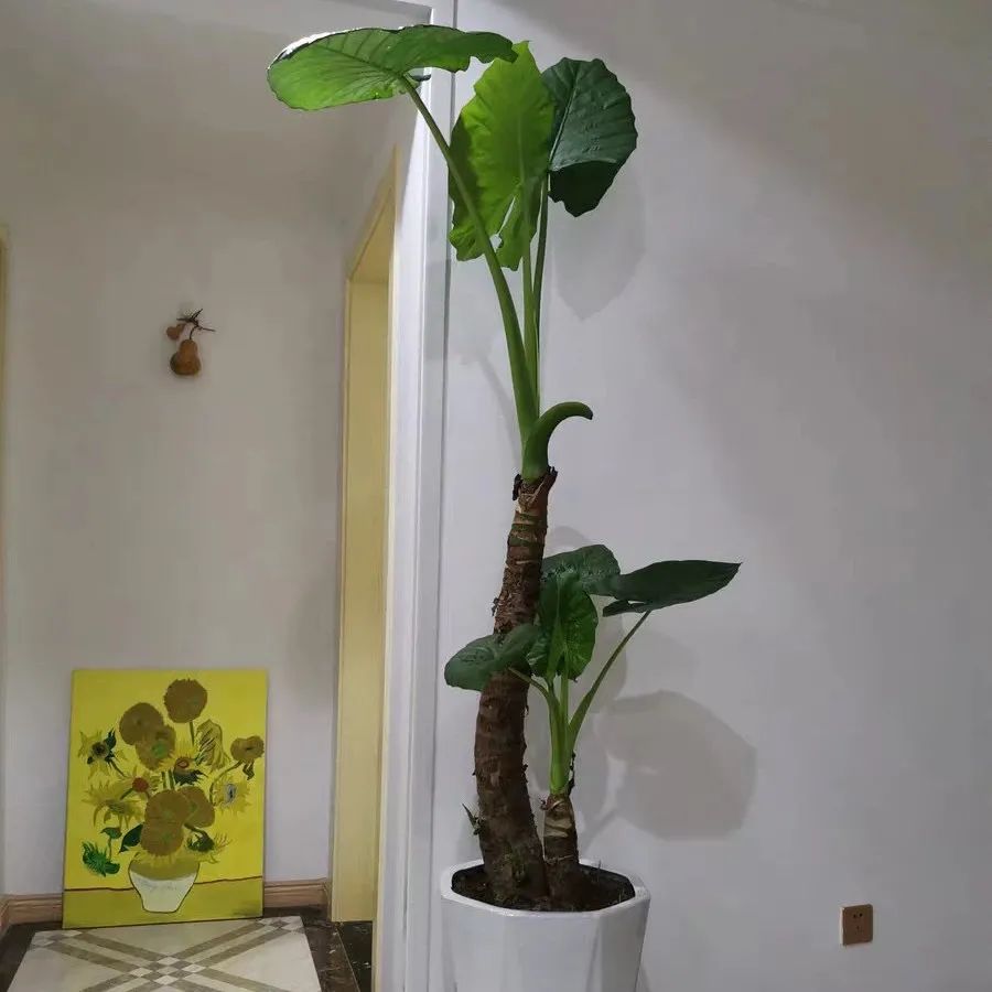 滴水观音是不是有毒的植物,滴水观音有毒为啥还有人养