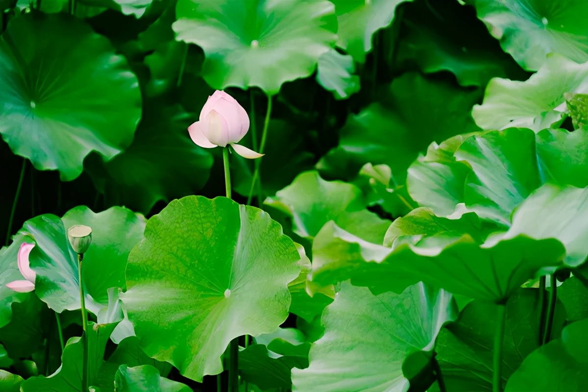 荷叶祛湿的做法,荷叶和什么煲祛湿