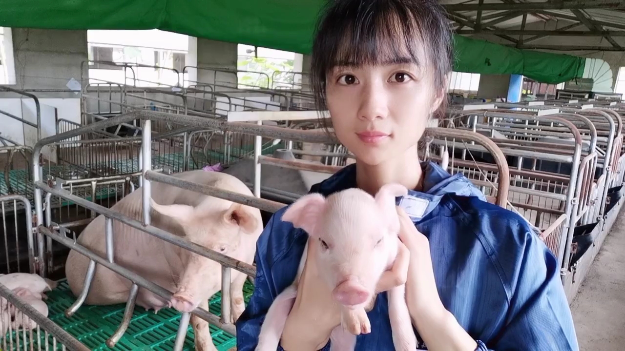 母猪意外怀孕看监控,母猪生小猪的监控视频