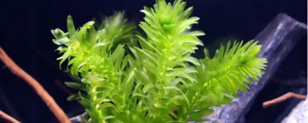 蜈蚣草水草直接丢水里会生长吗,蜈蚣草为什么不建议养