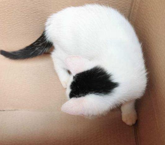 古代各种猫咪的名字只能有两个字,古代的猫的名字到底有多霸气